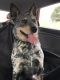 Blue Healer Puppies for sale in Indianapolis, IN, USA. price: NA