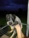Blue Healer Puppies for sale in Carencro, LA, USA. price: NA