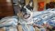 Blue Healer Puppies for sale in Buckner, KY, USA. price: NA