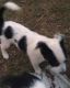 Blue Healer Puppies for sale in Fitzpatrick, AL 36029, USA. price: NA