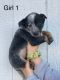 Blue Healer Puppies for sale in Harrodsburg, KY 40330, USA. price: NA