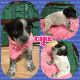 Blue Healer Puppies for sale in New Tazewell, TN, USA. price: NA