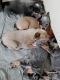 Blue Healer Puppies for sale in St Maries, ID 83861, USA. price: NA