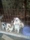 Blue Healer Puppies for sale in Coward, SC, USA. price: $200