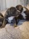 Blue Healer Puppies for sale in Bakersfield, CA, USA. price: $400