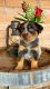 Blue Healer Puppies for sale in Roseburg, OR, USA. price: NA