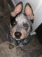 Blue Healer Puppies for sale in Rogue River, OR, USA. price: $500