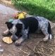 Blue Healer Puppies for sale in Colville, WA 99114, USA. price: $500