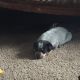 Blue Healer Puppies for sale in Garden City, KS 67846, USA. price: NA