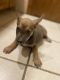 Blue Healer Puppies for sale in Kansas City, MO 64117, USA. price: NA