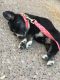 Blue Healer Puppies for sale in Dubuque, IA, USA. price: $800