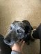Blue Healer Puppies for sale in Cookeville, TN 38506, USA. price: NA