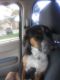 Blue Healer Puppies for sale in Arvada, CO, USA. price: NA