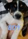 Blue Healer Puppies for sale in Caldwell, ID, USA. price: $400