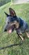 Blue Healer Puppies for sale in Joshua, TX, USA. price: NA