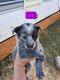 Blue Healer Puppies for sale in Parma, ID 83660, USA. price: $350