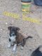 Blue Healer Puppies for sale in Caledonia, MS 39740, USA. price: NA