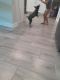 Blue Healer Puppies for sale in Groveland, FL, USA. price: $100