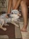 Blue Healer Puppies for sale in Paducah, KY, USA. price: NA