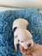 Blue Lacy Puppies for sale in Englewood, NJ 07631, USA. price: $2,000