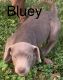 Blue Lacy Puppies for sale in Kirbyville, TX 75956, USA. price: NA