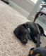 Blue Lacy Puppies for sale in College Station, TX, USA. price: NA