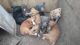 Blue Lacy Puppies for sale in Kingsland, TX 78639, USA. price: $50