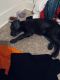 Blue Lacy Puppies for sale in Cleveland, TN, USA. price: NA