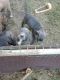 Blue Lacy Puppies