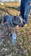 Blue Lacy Puppies for sale in Lincoln, Alabama. price: $50