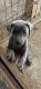 Blue Lacy Puppies for sale in Hallettsville, Texas. price: $250
