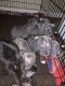 Blue Lacy Puppies for sale in Muncie, IN, USA. price: $400