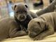 Blue Paul Terrier Puppies