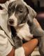 Blue Paul Terrier Puppies for sale in Capitol Heights, MD 20743, USA. price: $300