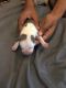 Blue Paul Terrier Puppies for sale in New York, NY, USA. price: $800