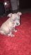 Blue Paul Terrier Puppies for sale in Center Point, LA 71323, USA. price: $150
