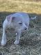 Blue Paul Terrier Puppies