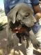 Blue Paul Terrier Puppies for sale in Los Lunas, NM 87031, USA. price: $250