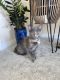 Blue Russian Cats for sale in Largo, FL 33778, USA. price: NA