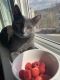 Blue Russian Cats for sale in Rochester, NY, USA. price: $500