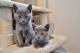 Blue Russian Cats for sale in New Yorkweg, 1334 NA Almere, Netherlands. price: 400 EUR