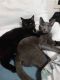 Blue Russian Cats for sale in Kingman, AZ, USA. price: $1,000