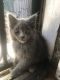 Blue Russian Cats for sale in 334 E Forhan St, Long Beach, CA 90805, USA. price: $200