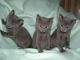 Blue Russian Cats for sale in Alabama Ave, Brooklyn, NY 11207, USA. price: NA