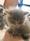Blue Russian Cats for sale in Rockville, MD, USA. price: $800