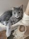 Blue Russian Cats for sale in 86 St Charles Pl, Sharpsburg, GA 30277, USA. price: $2,500