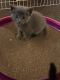 Blue Russian Cats for sale in San Diego, CA, USA. price: NA