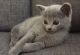 Blue Russian Cats for sale in New York, NY, USA. price: NA