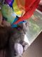 Blue Russian Cats for sale in Jacksonville, FL, USA. price: $40