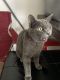 Blue Russian Cats for sale in Westminster, CA, USA. price: $200